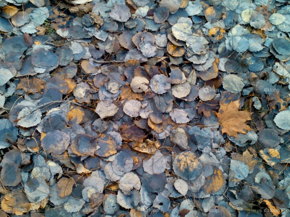 High angle view of autumn leafs