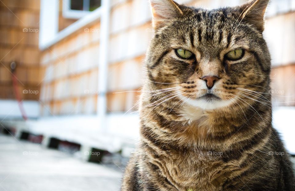 Cat looking at camera with a funny expression
