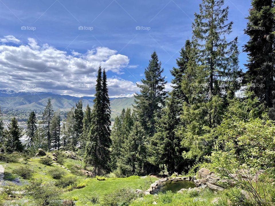 Pine forest at sunny day 