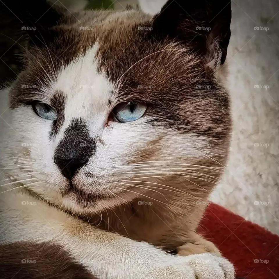 Tomcat