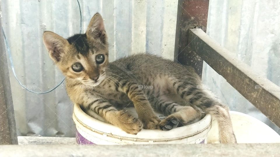 a household cat in his best adorable pose
