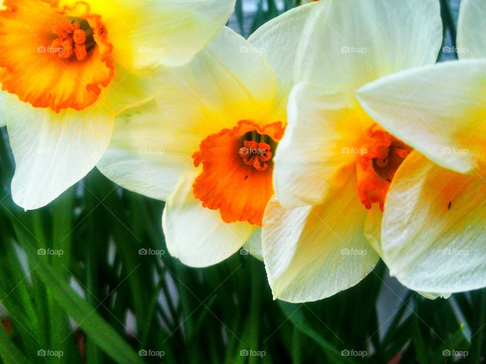 daffodil's for spring garden