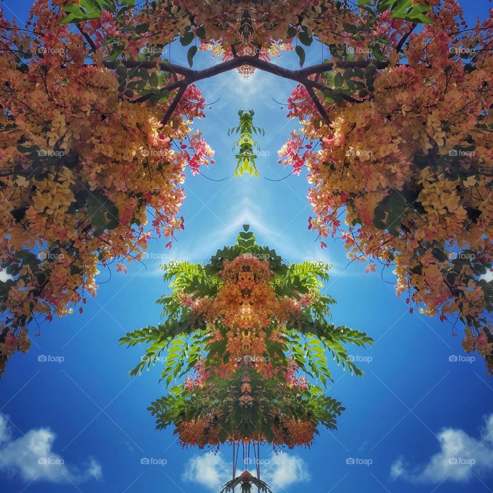 Rainbow shower tree collage