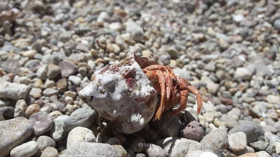hermit crab