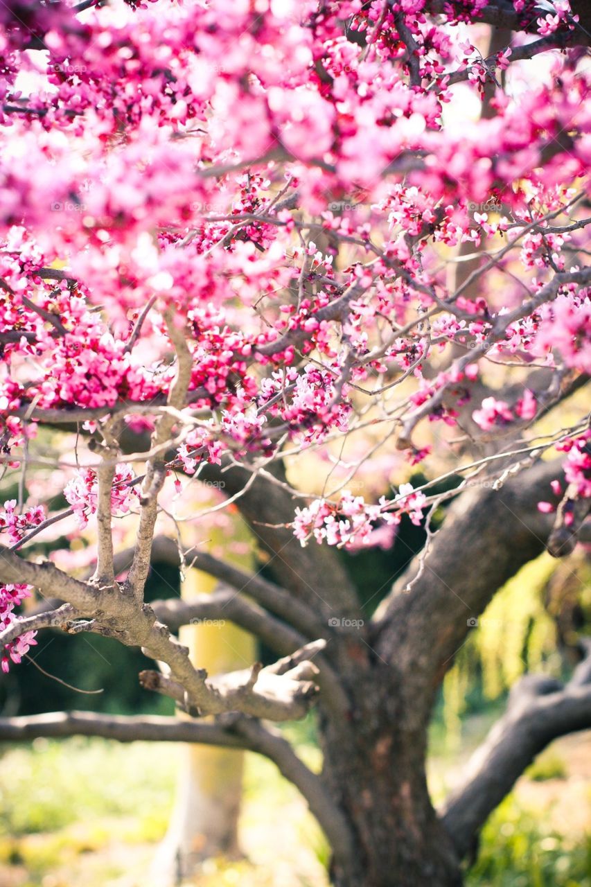 Cherry blossoms