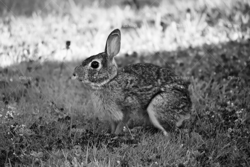 Bunny in garden in sunset, black and white 