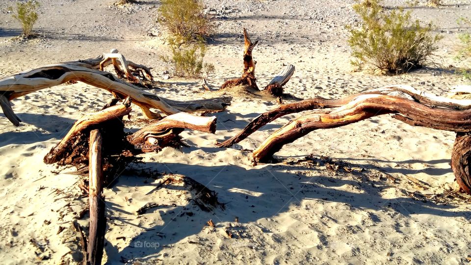 Sand blown wood makes a beautiful scene in the desert.