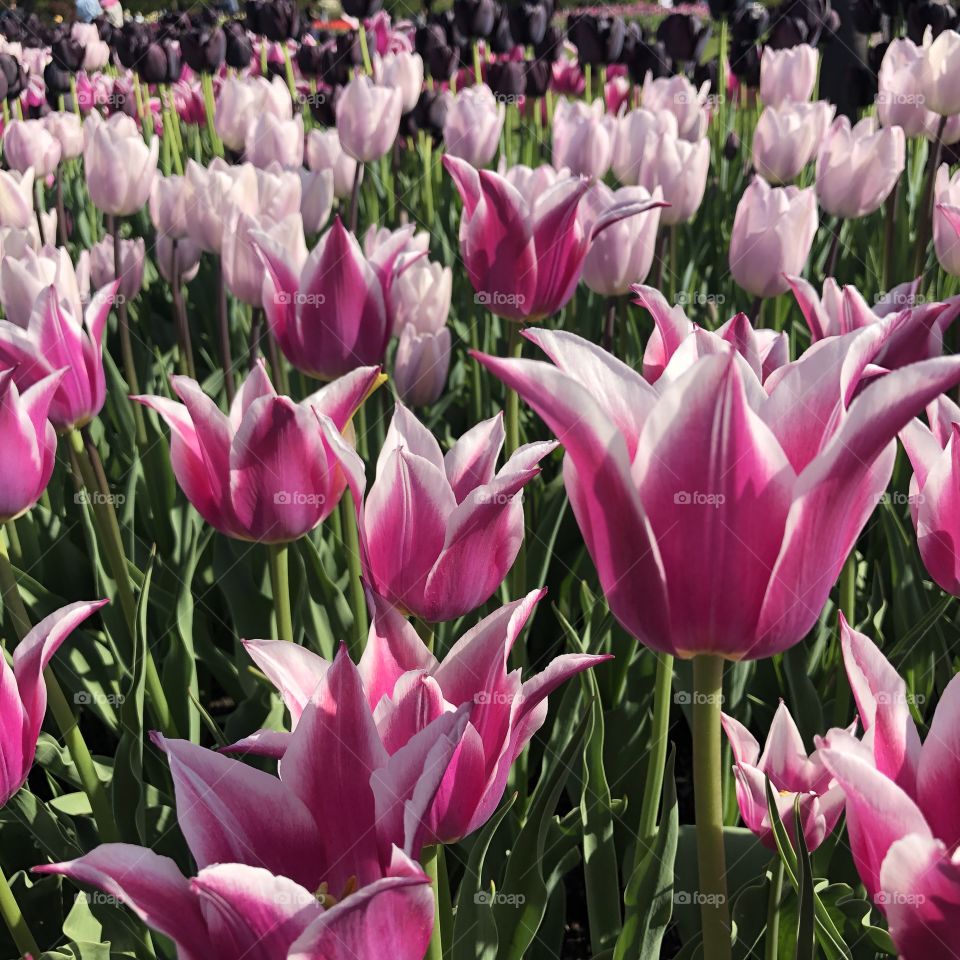 Tulip Flowers at Washington Park Albany, New York