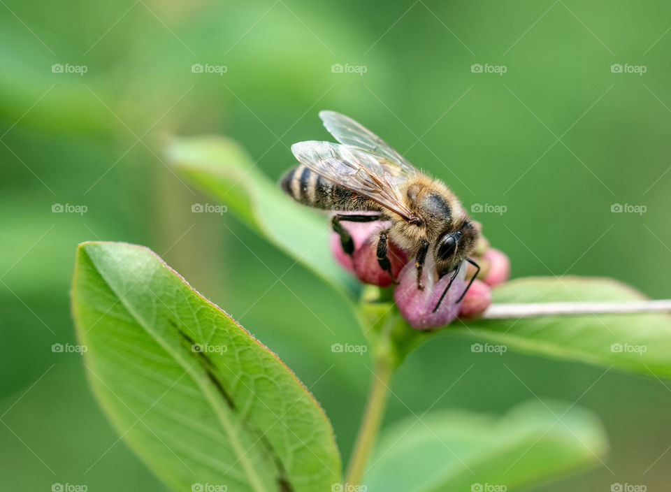 Close up detail of honey bee collecting polen
