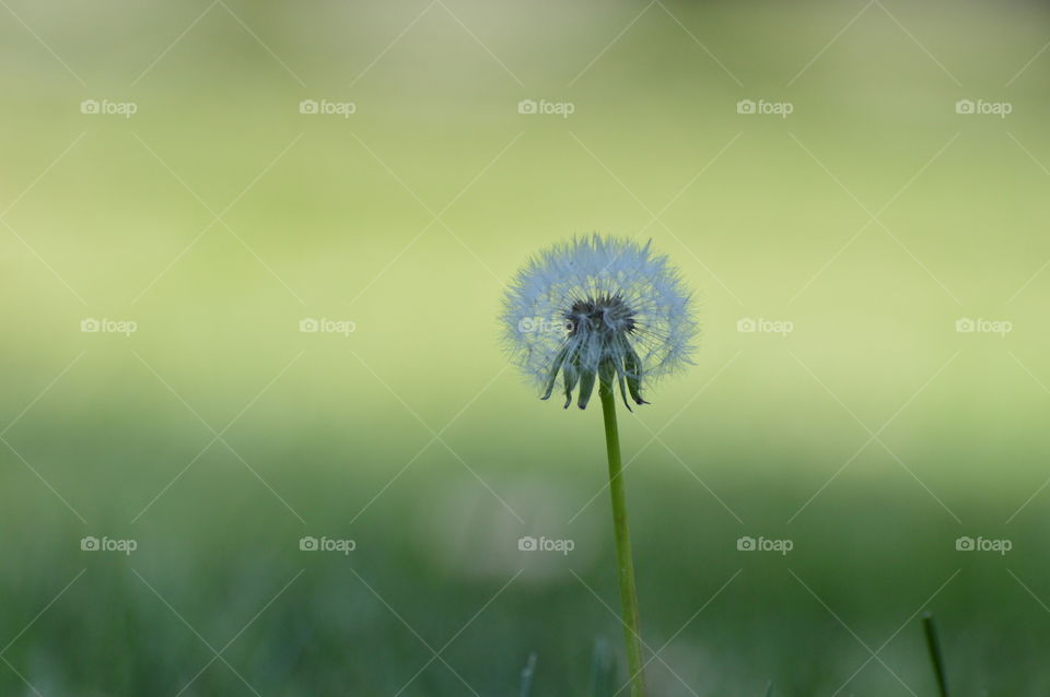 dandelion
