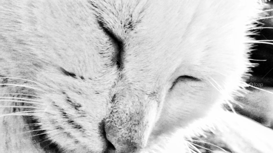 Black and white close up of cat