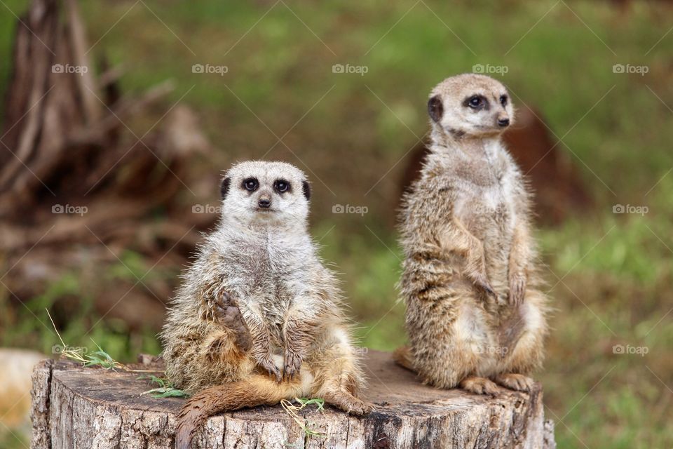 Meerkats