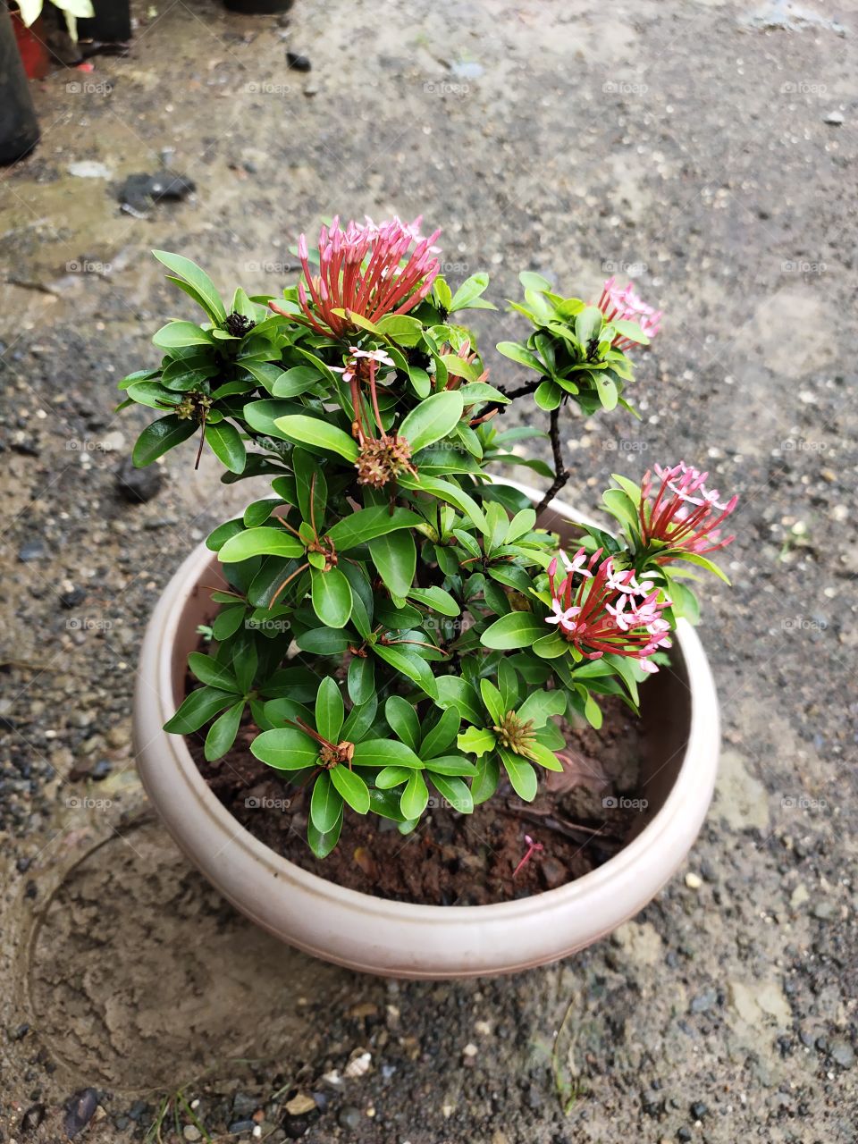 Flower pot
🌺🌺🌺🌺
🌿🌿🌿🌿🍀
Natural Beauty