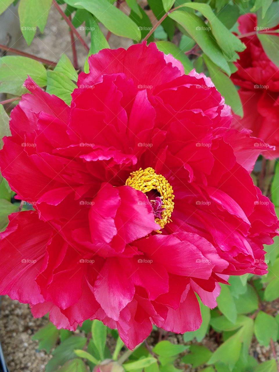 Paeonia at Hyogo JAPAN