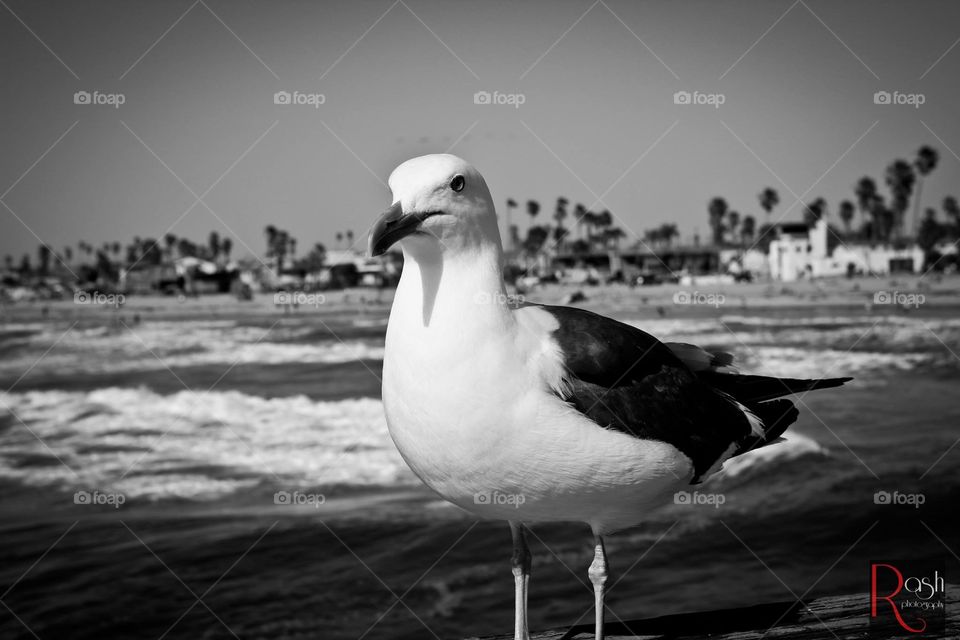 Seagull on the pier in black and white. Great for nature websites etc.