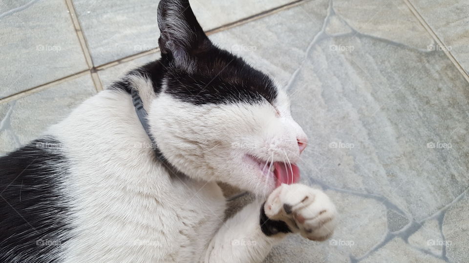 Cat licking itself.
