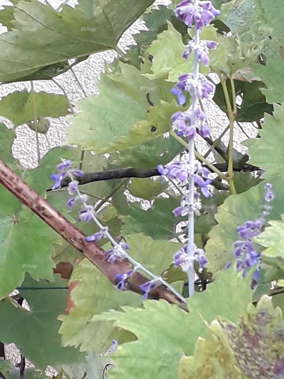 blue perovskia shoot tangled with the vine shoot