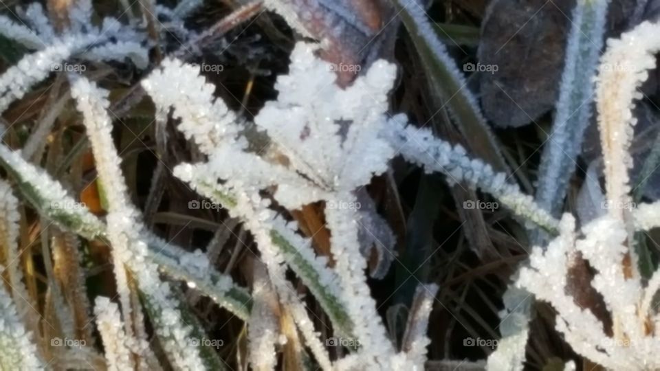 Frost grashalm