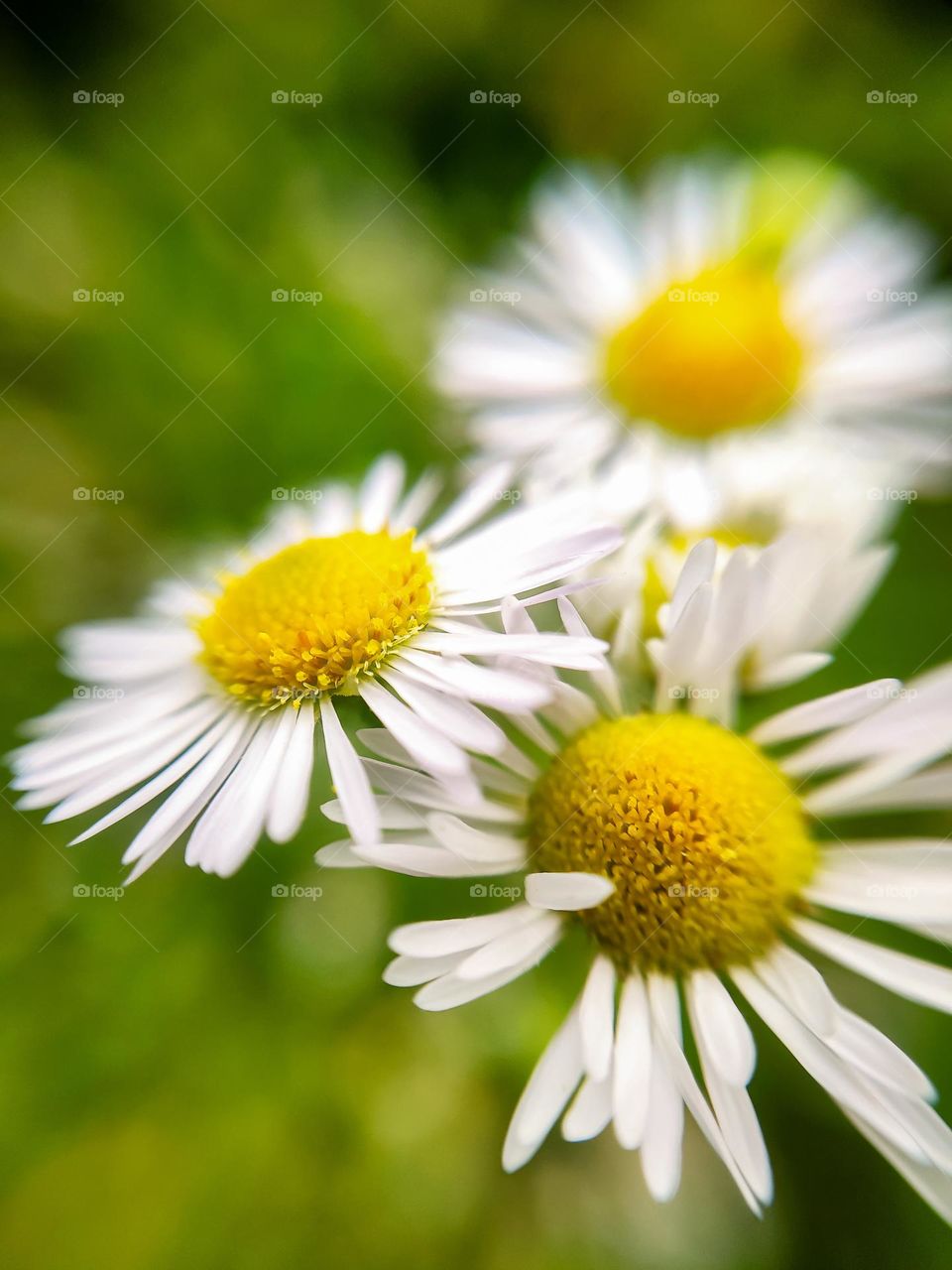 White daisies in the garden