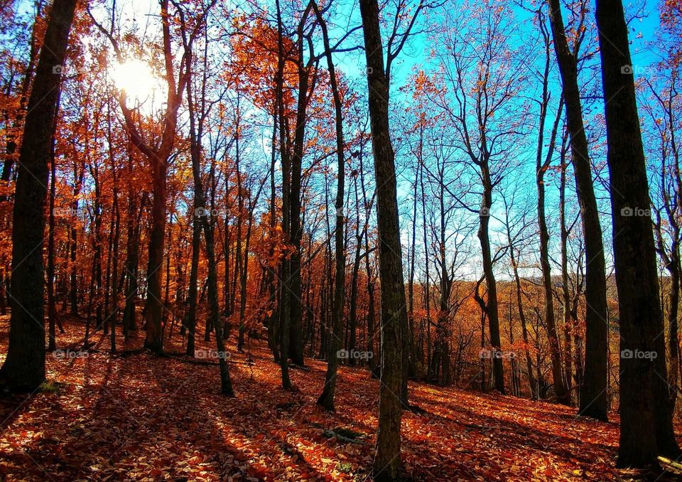 Autumn trees in forest