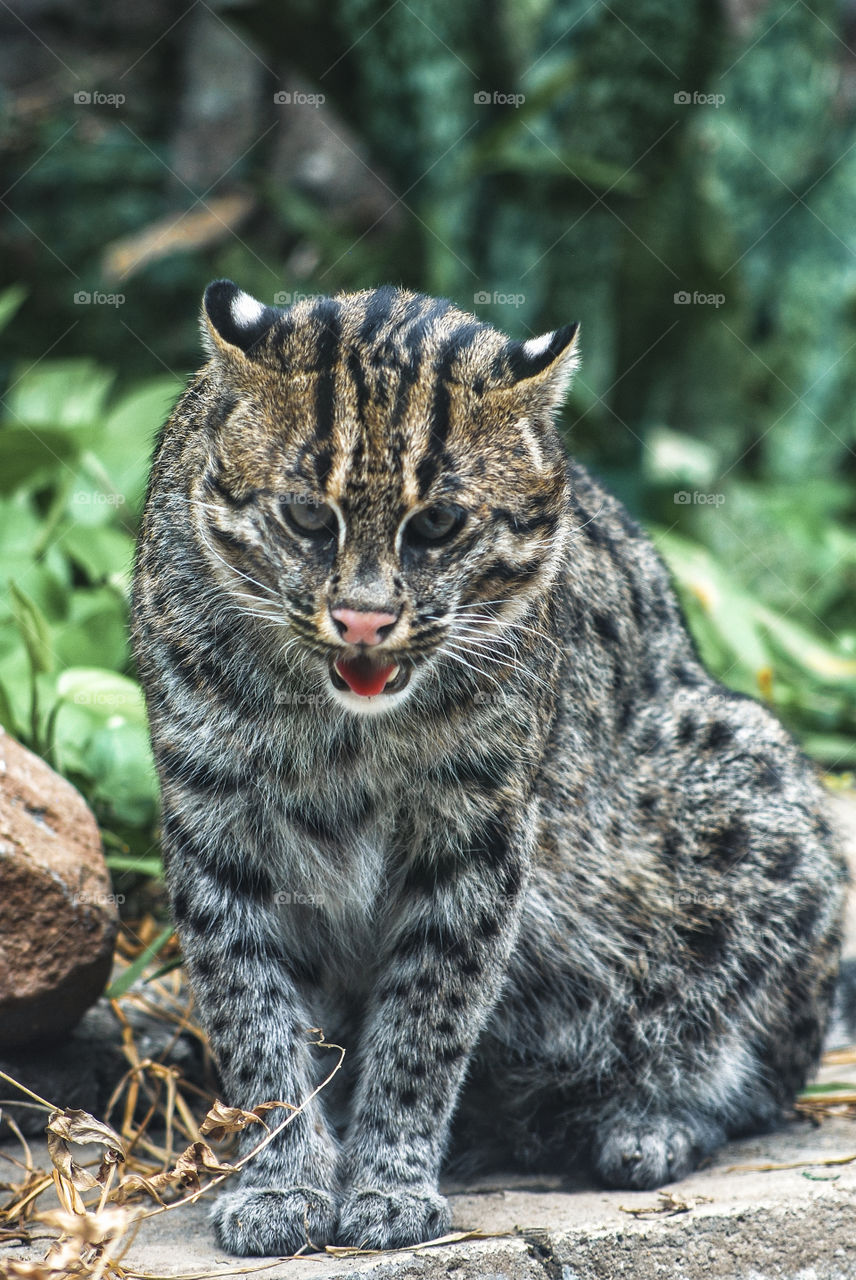 kucing hutan namanya blacan