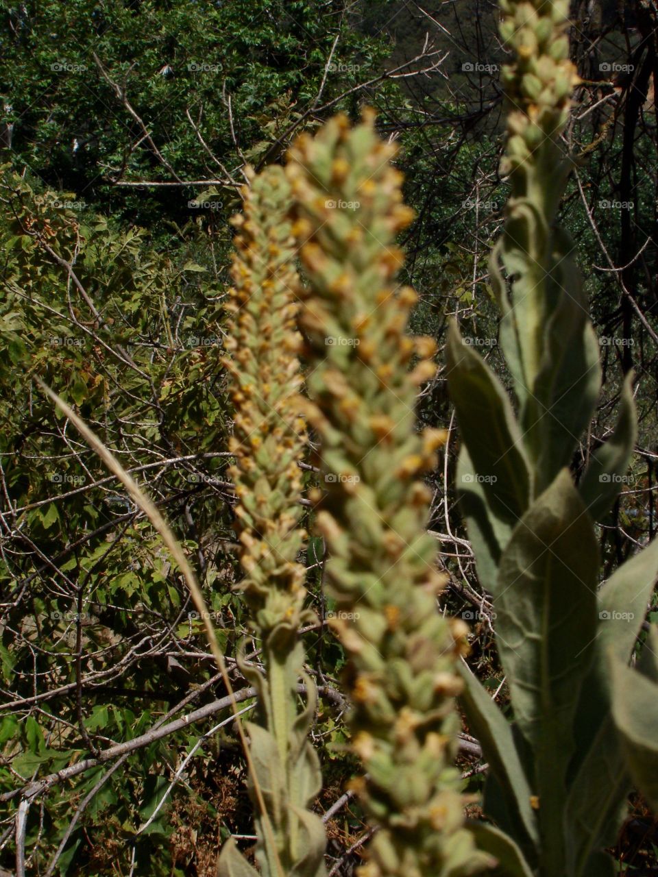 Plants