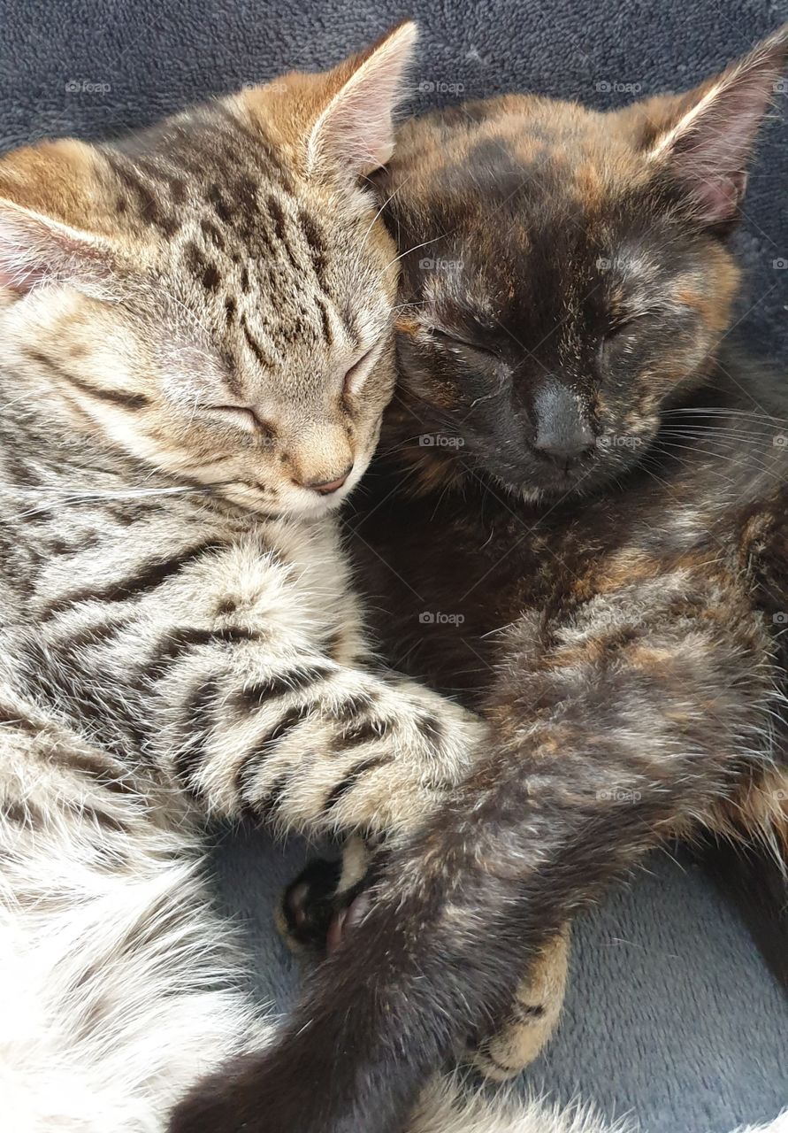 Kitty cuddles