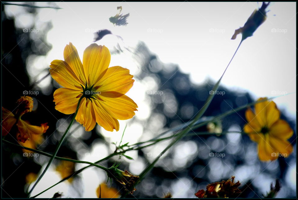 Evening Primrose