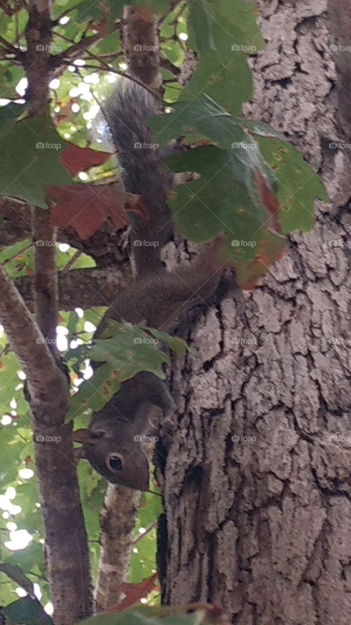 squirril
