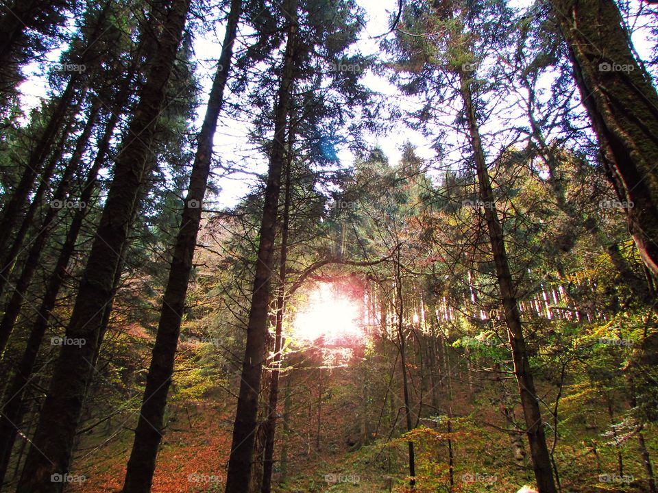 The sun peeps through a pine forest on Exmoor