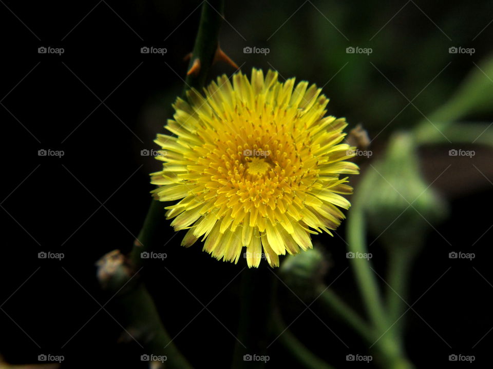 yellow. wild flower 