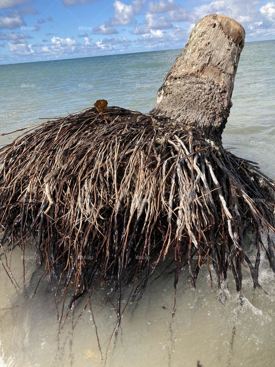 Palm Tree in the Ocean 