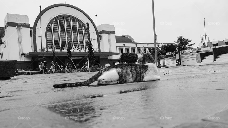 A cat in front of the old station