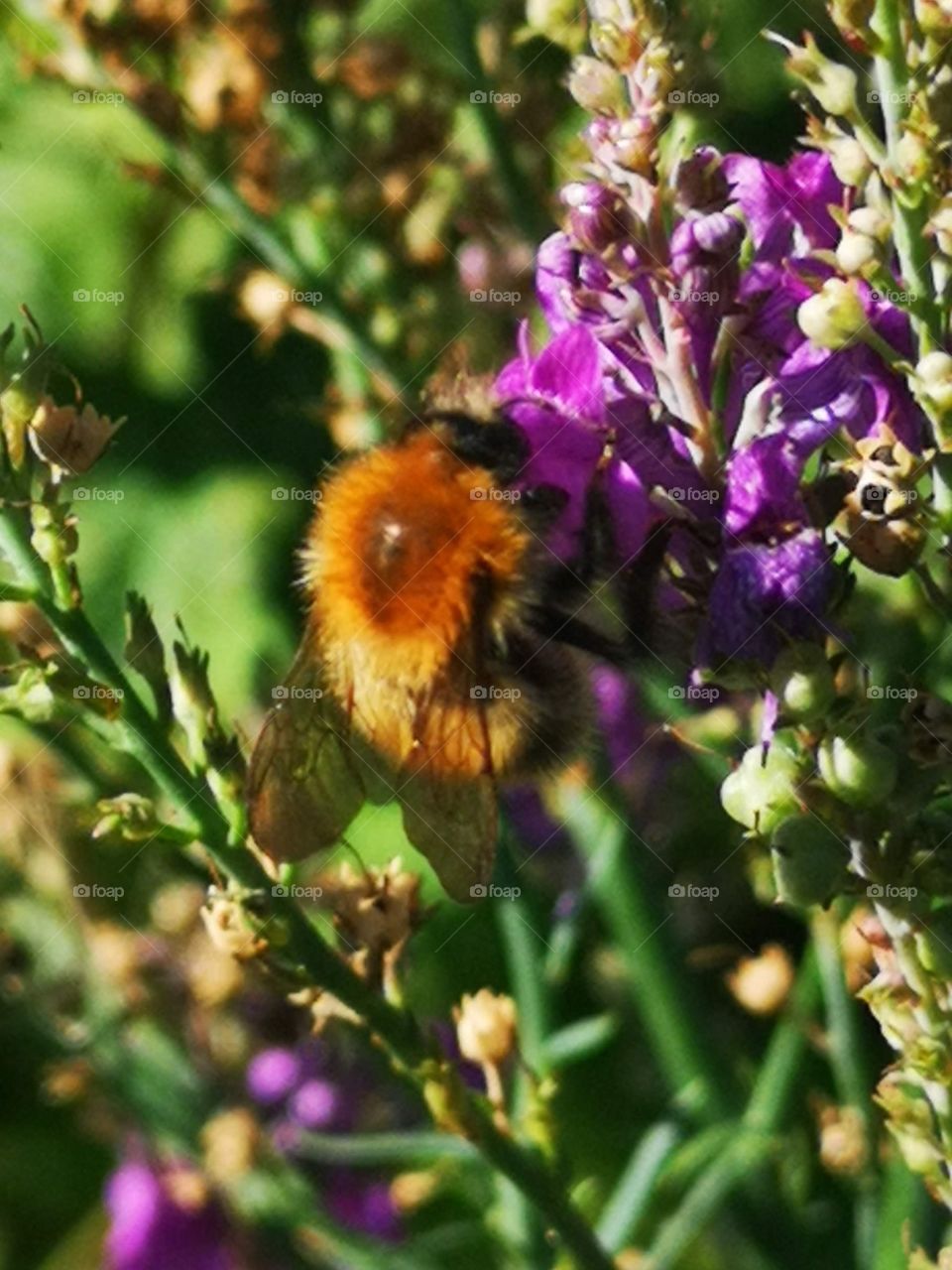 bee on lavender