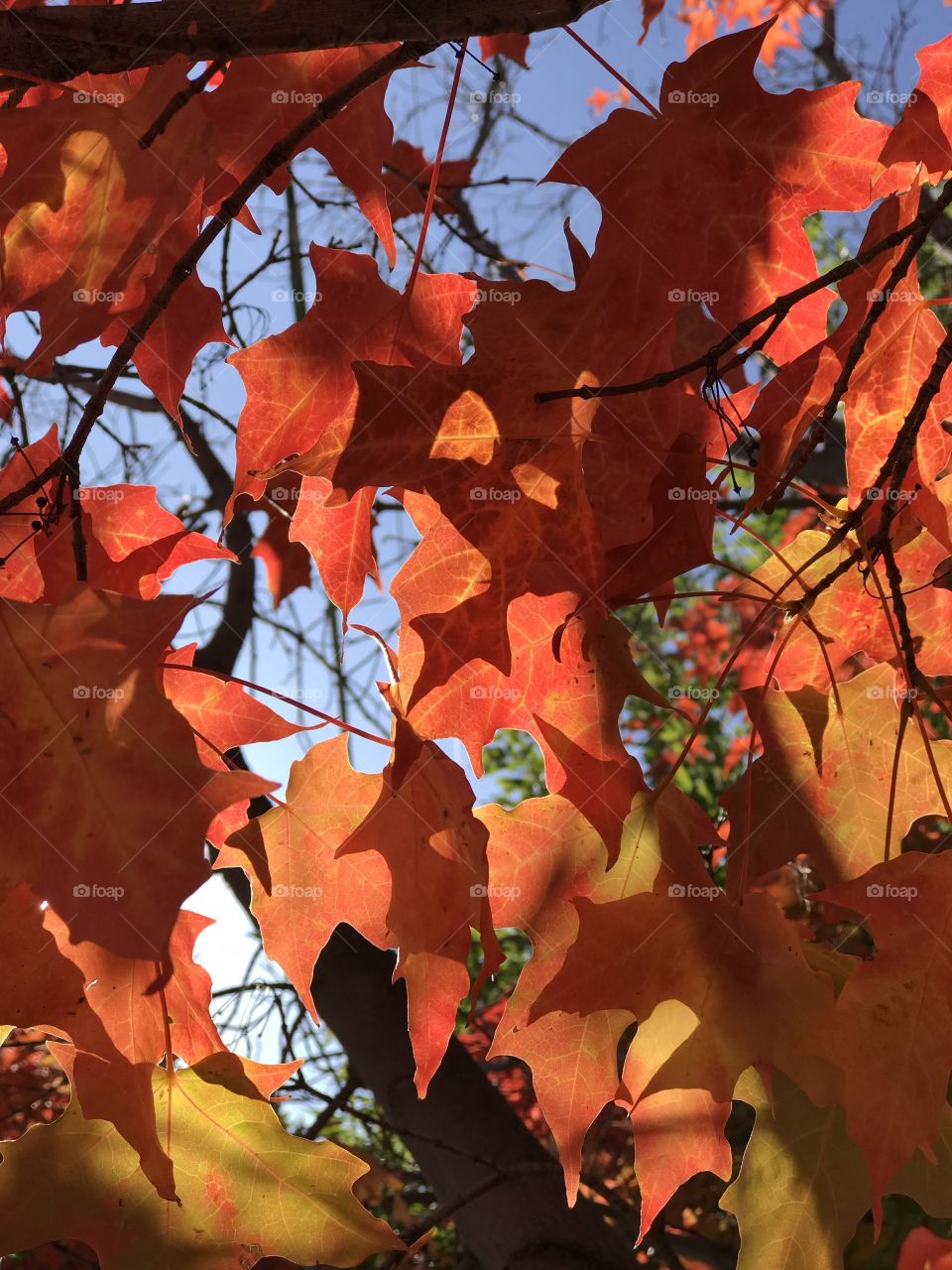Beautiful contrast of the bright fall colors of large maple leaves on a sunny and clear fall day. 