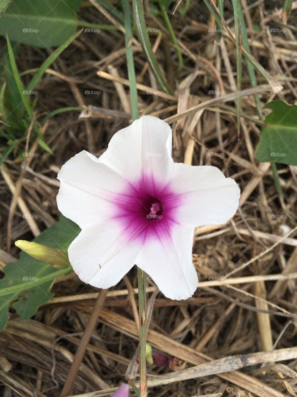 Morning glory flower