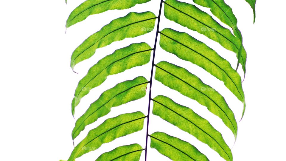 Leaf on white background