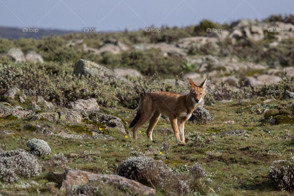 Ethiopian wolf 21