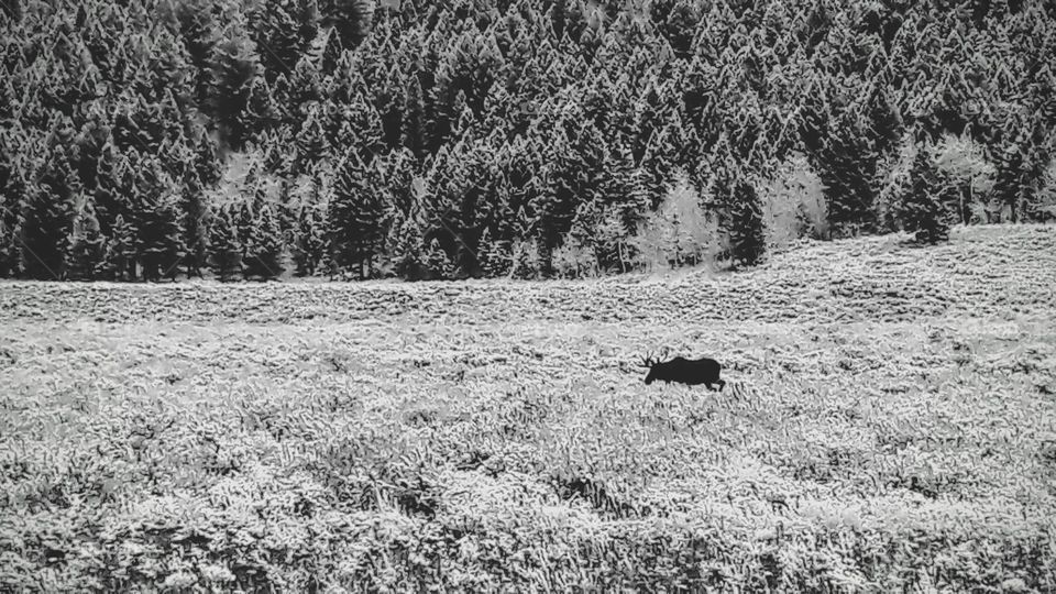 Moose in the first snow at Yellowstone NP