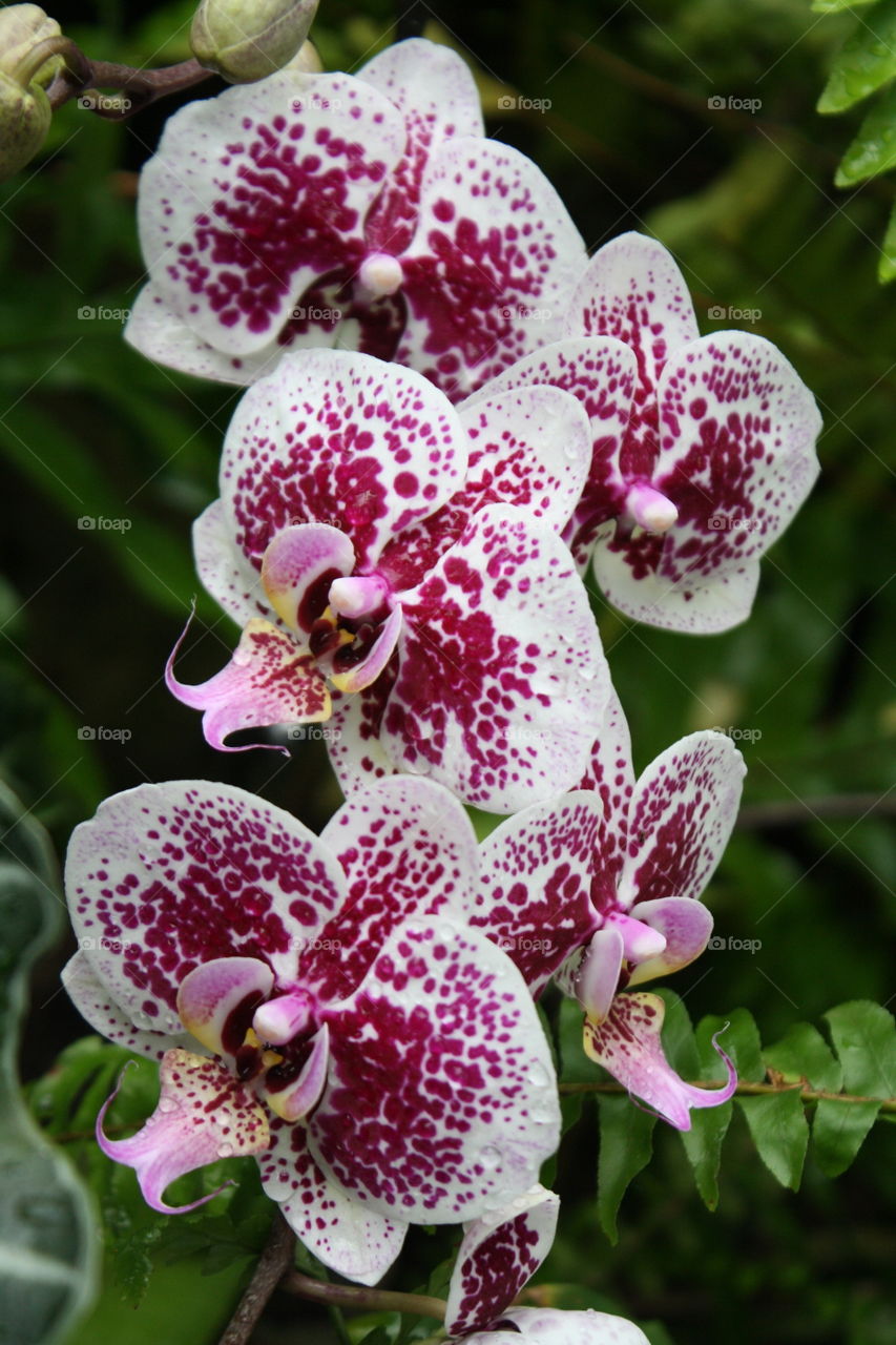 Orchid