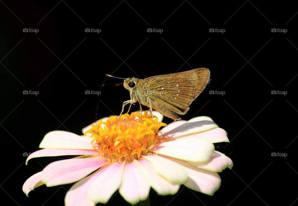 Borbo cinarra. Rice swiflet. A butterfly from the member of Hesperidae. Not really famous butterfly to the earn people, because there's more than looking for calling as a moth, night butterfly. It's nectaring reason perching on at the flower of wild.
