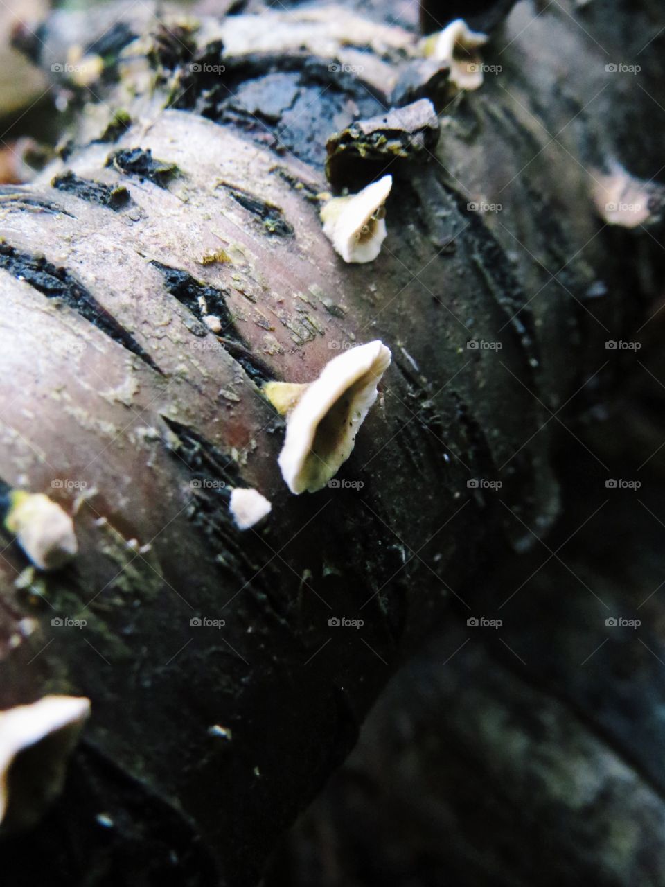 Mushrooms on branch