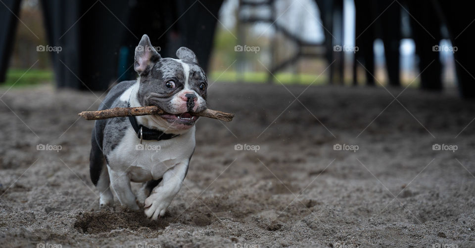French Bulldog in action 