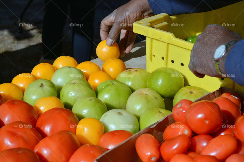 Fresh Tomatoes at local Farmers Market on Johns Island South Carolina. Colorful Assortment of Organic Produce.