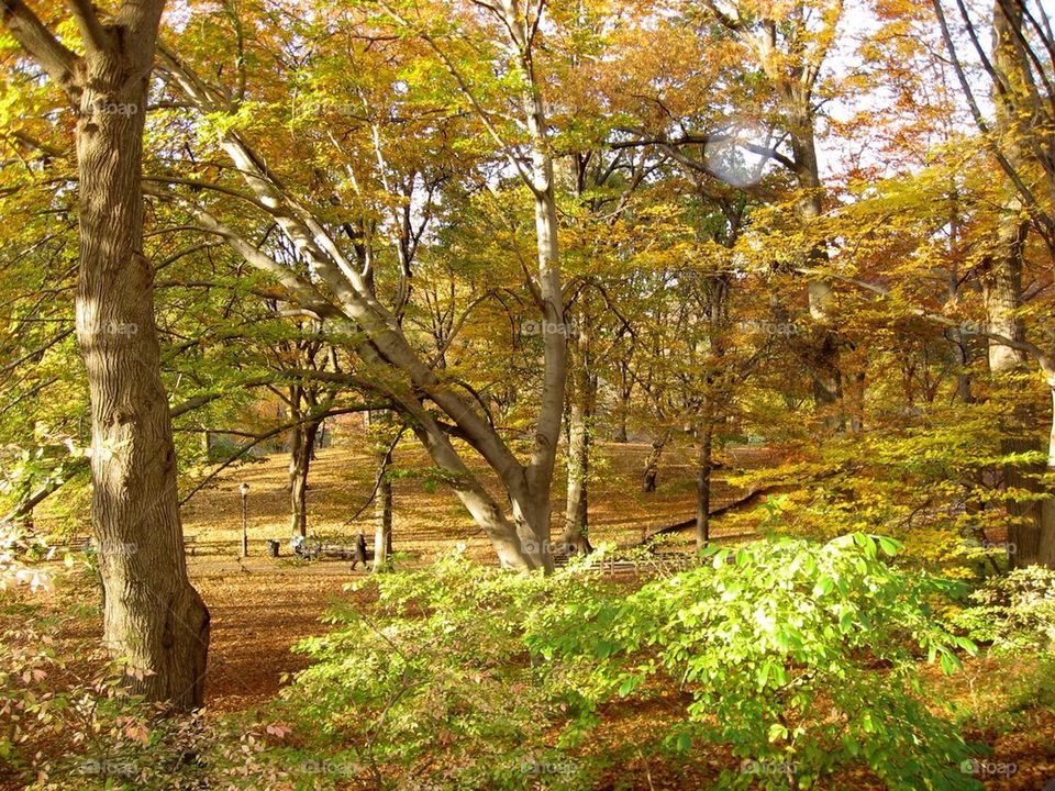 Fall in Central Park