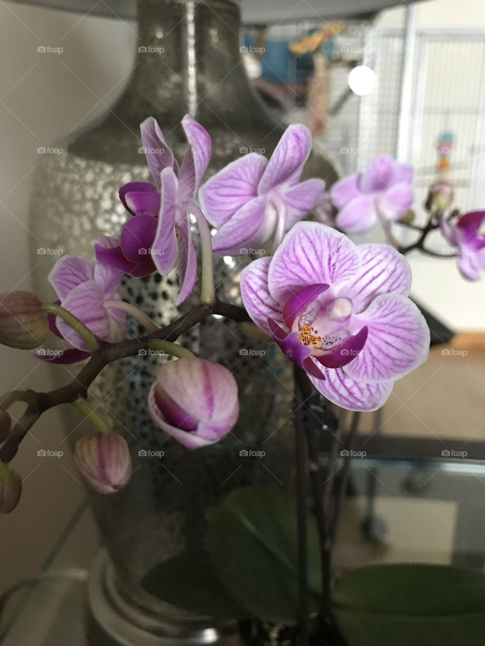  Beautiful mini orchid.