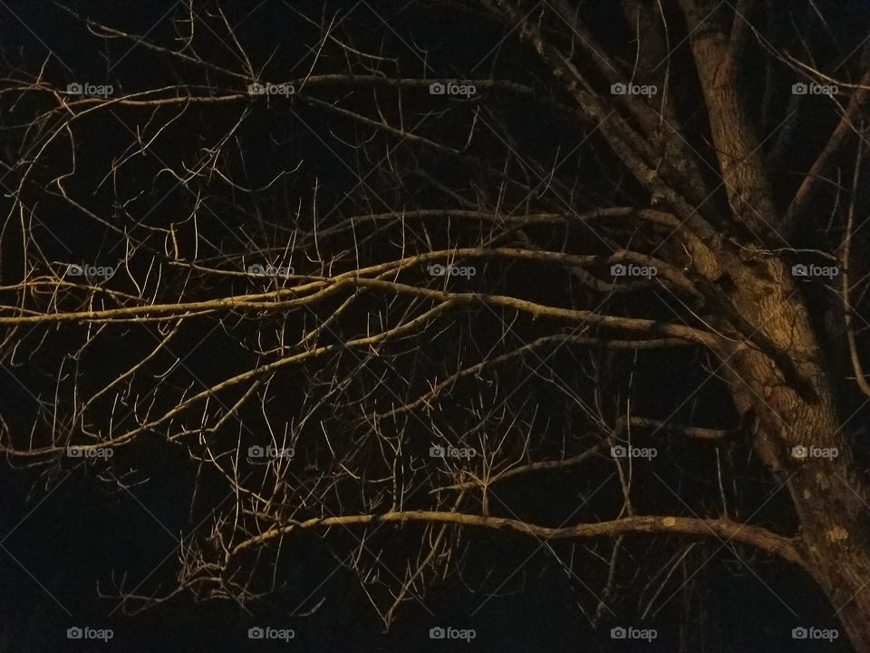 Tree branches at night