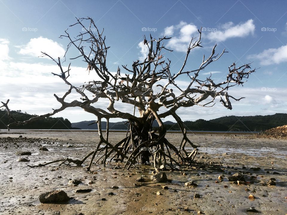 Tree in lake bed