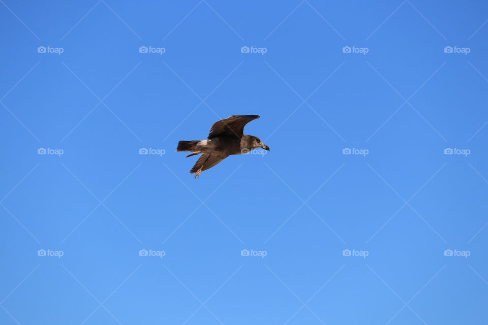 Flying high, gull bird in flight against clear blue sky