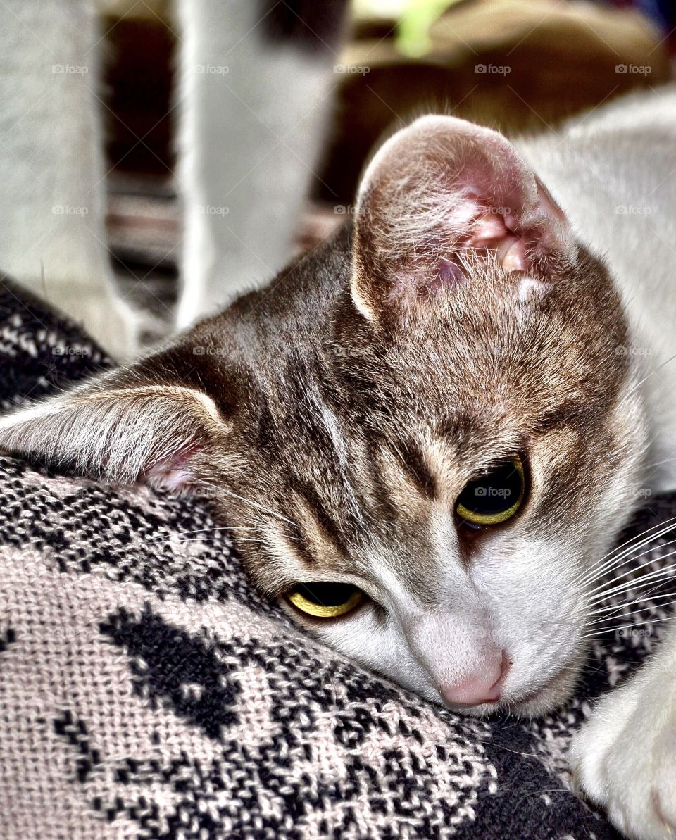  Lose up of little cat. 